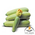 МУФАСА F1 / MUFASA F1 - насіння кабачка, Lark Seeds
