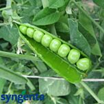 МУЦИО F1 / MUSIO F1 - семена гороха овощного, Syngenta