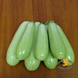 НЕМО F1 / NEMO F1 - насіння кабачка, Spark Seeds