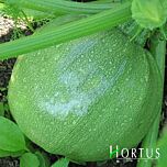 НАЙС / NICE - насіння кабачка, Hortus