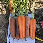 НИНДЗЯ F1 / NINDZIA F1 - семена моркови, Spark Seeds