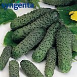 ПАСАЛИМО F1 / PASALIMO F1 - семена огурца, Syngenta