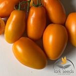 ОРАНЖ ПЛАМ F1 / ORANGE PLAM F1 - семена томата (помидора), Lark Seeds