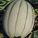 ОРТОЛАНІ / ORTOLANI - насіння дині, Hortus