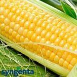 ОВЕРЛЕНД F1 / OVERLAND F1 - семена сахарной кукурузы, Syngenta