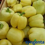 БЛОНДИ F1 / BLONDY F1 - семена перца сладкого, Syngenta