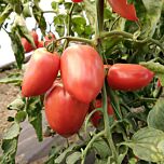 ПІНК КРОС (ЛС 09/46) F1 / PINK KROS (LS 09/46) F1 - насіння томата (помідор), LibraSeeds