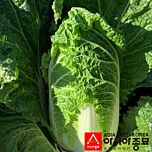 НАННА  (ПЛ 6032 F1) / PL 6032 F1 - насіння пекінської капусти, Asia Seed