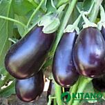ПРАДО F1 / PRADO F1 - семена баклажана, Kitano Seeds
