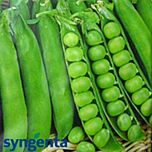 ПРЕЛАДО / PRELADO - семена гороха овощного, Syngenta