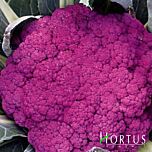 ПУРПУРНА СИЦИЛІЙСЬКА / PURPLE SICILIAN - насіння цвітної капусти, Hortus
