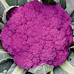 ПУРПУРНА СИЦИЛІЙСЬКА / PURPLE SICILIAN - насіння цвітної капусти, Hortus