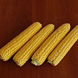 РАННЯ НАСОЛОДА F1 / RANNEE NASLAZHDENIE F1 - насіння цукрової кукурудзи, Lark Seeds