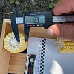 РАПИД F1 / RAPID F1 - семена сахарной кукурузы, Spark Seeds