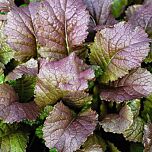 РЕД МУСТАРД / RED MUSTARD - насіння салату, Sais