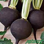 КРУГЛА ЧОРНА / ROUND BLACK - насіння редьки, Satimex