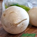 КРУГЛА БІЛА / ROUND WHITE - насіння редьки, Satimex