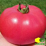 РОЗАЛБА F1 (ТЛ 12774) / ROZALBA F1 (TL 12774) - насіння томата (помідор), Esasem