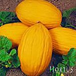 РУГОСО ДІ КОСЕНЦА / RUGOSO DI KOSENTCA - насіння дині, Hortus
