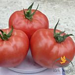 САПФІР (1625) F1 / SAPFIR F1 - насіння томата (помідора), Spark Seeds