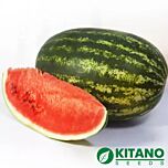 ШЕЙНІ (КС 163) F1 / SHEINI (KS 163) F1 - насіння кавуна, Kitano Seeds