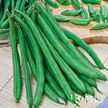 СКУБА / SKUBA - насіння квасолі, Hortus