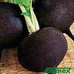 СКВИРСЬКА ЧОРНА / SKVIRSKA BLACK - насіння редьки, Satimex