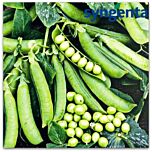 СОМЕРВУД F1 / SOMERWOOD F1 - семена гороха овощного, Syngenta