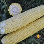 СТРАЙК (1525) F1 / STRIKE F1 - насіння цукрової кукурудзи, Spark Seeds