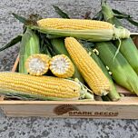 СВИТ ЛАКИ F1 / SWEET LUCKY F1 - семена сахарной кукурузы, Spark Seeds