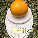 СВИТ САН F1 / SWEET SUN F1 - семена томата (помидора), Spark Seeds