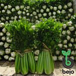 ТАНГО / TANGO - насіння селери, Bejo