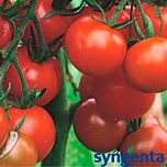 ТЕРРА КОТТА F1 / TERRA COTTA F1 - семена детерминантного томата, Syngenta
