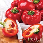 ТОПЕПО РОССО РЕД / TOPEPO ROSSO RED - насіння перцю, Hortus