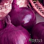 ТРОПЕАНА РОССА ТОНДА / TROPEANA ROSSA TONDA - насіння цибулі, Hortus