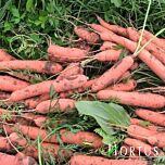 ТУШОН / TUSHON - насіння моркви, Hortus