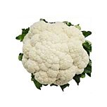 ВАНЗА F1 (КС 35) / VANZA F1 (KS 35) - насіння цвітної капусти, Kitano Seeds