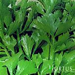 ВЕРДЕ ДИ ТАГЛИО / VERDE DI TAGLIO - семена сельдерея, Hortus