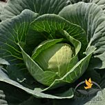 ВИРДЖИНИЯ F1 / VIRDZHINIIA F1 - семена белокачанной капусты, Lark Seeds