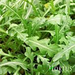 ВАЙЛД РОКЕТ / WILD ROCKET - насіння руколи, Hortus