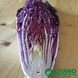 ЯМАДА (КС 888) F1 / YAMADA (KS 888) F1 - семена пекинской капусты, Kitano Seeds