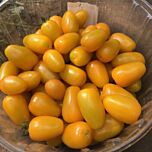ЄЛЛОУ БІДС F1 / YELLOU BIDS F1 - насіння томата (помідор), Spark Seeds