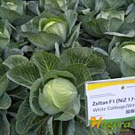 ЗОЛТАН F1 (NiZ 17-1265) / ZOLTAN F1 (NiZ 17-1265) - семена белокачанной капусты, Hazera