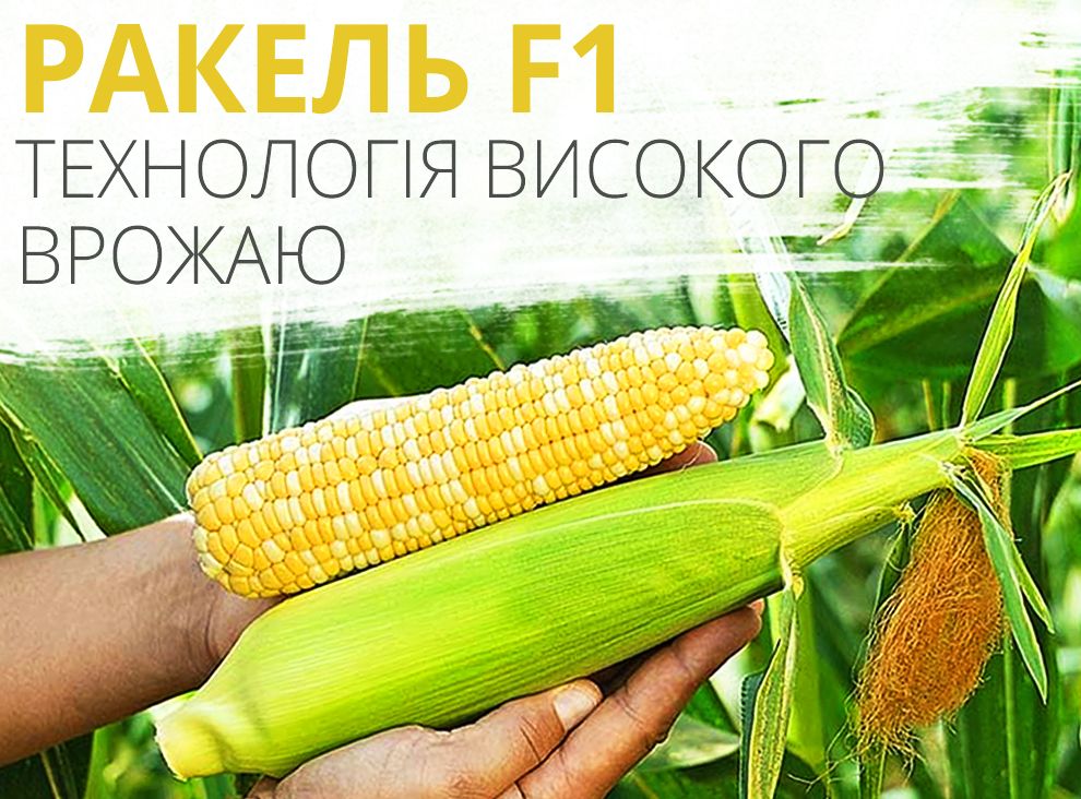 Ракель F1 — повний агротехнічний гід з вирощування кукурудзи