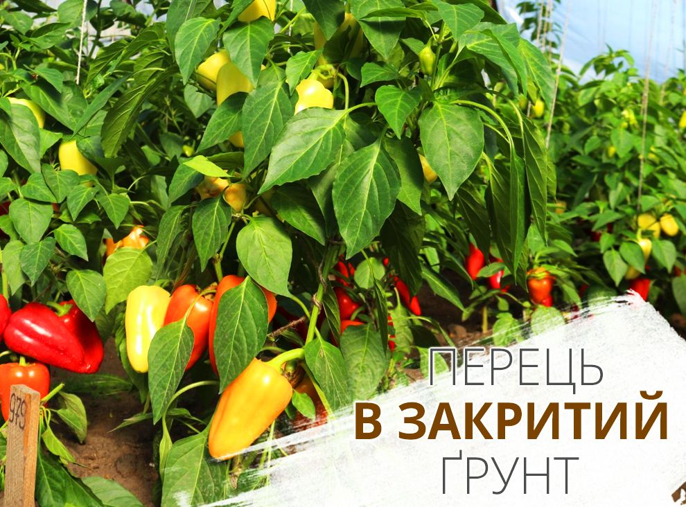 Вирощування перцю в закритому ґрунті