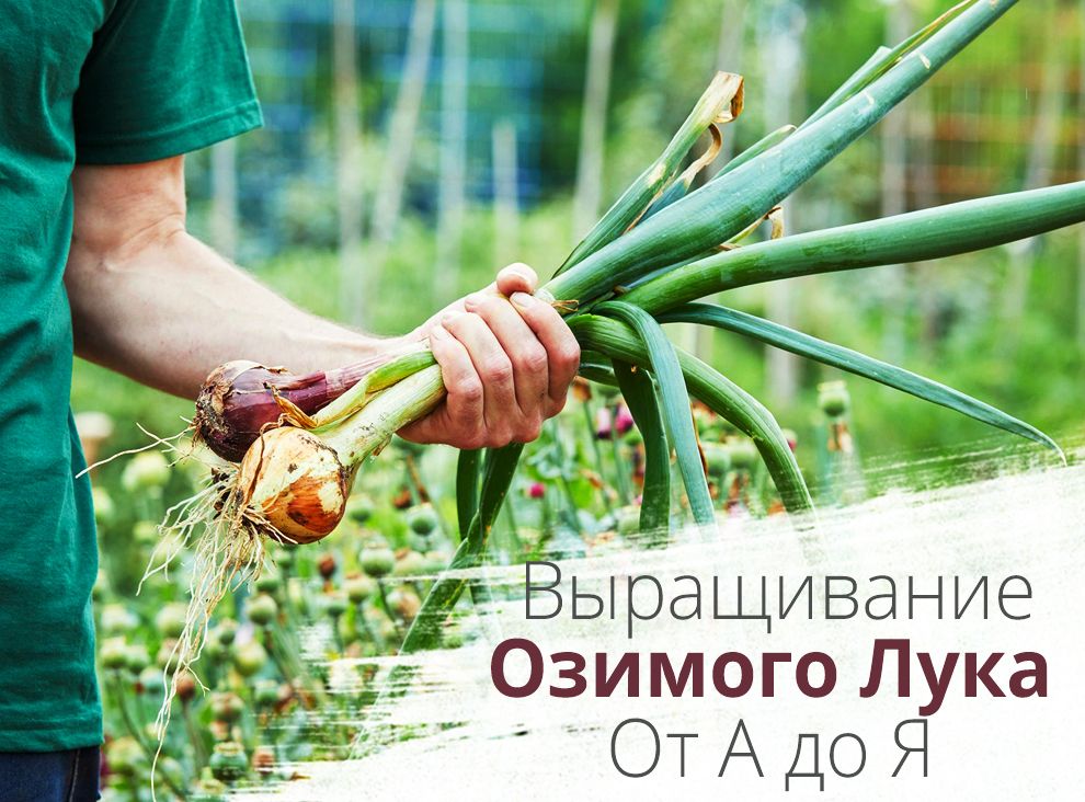 Выращивание Озимого Лука: Современные Технологии и Секреты Успешного Урожая