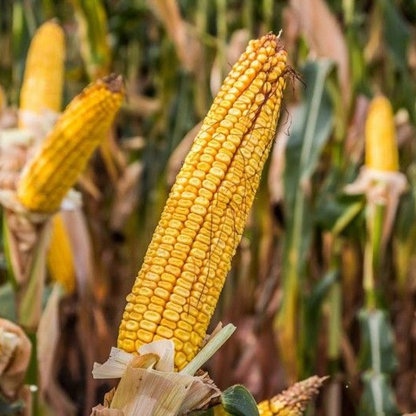Семена кукурузы