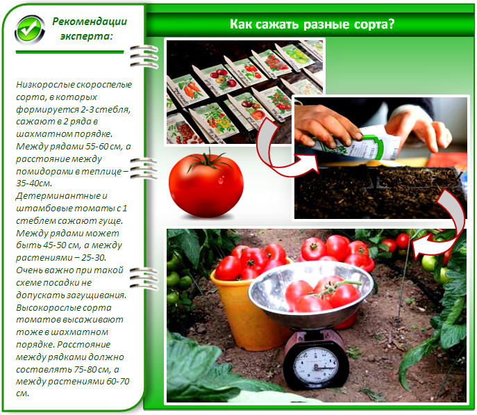 Выращивание томата в теплице ᐉ Удобрения, полив, сбор урожая